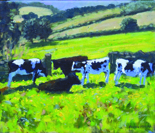 ANDREW MACARA  - friesian cows and calves