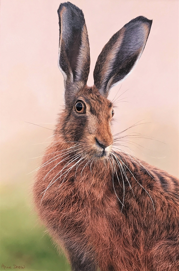 Hare IV