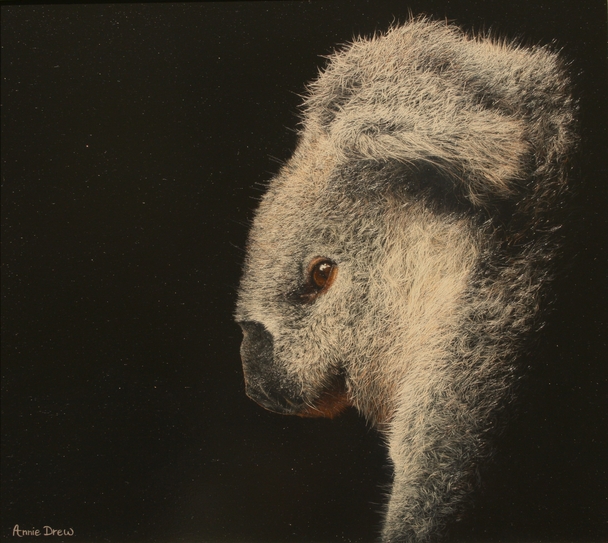 ANNIE DREW - koala