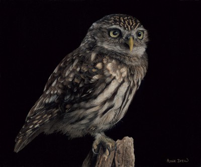 Annie Drew - Little Owl