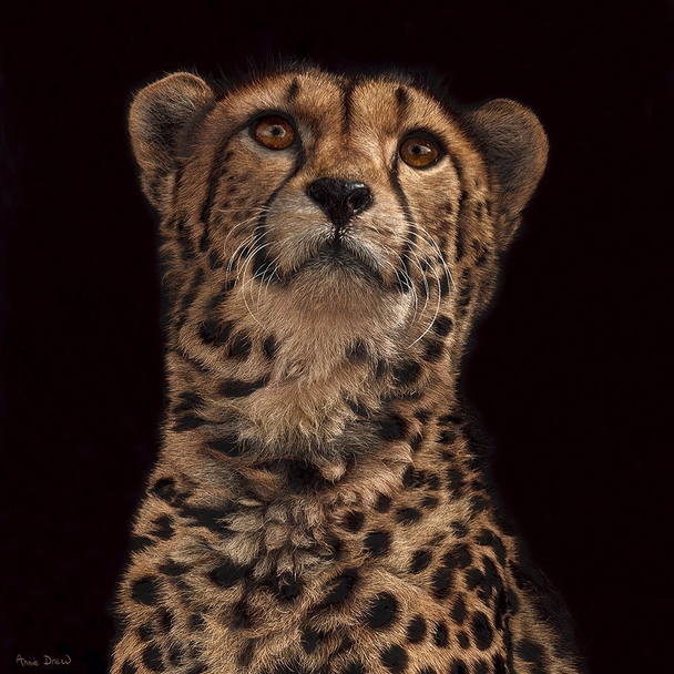 ANNIE DREW - cheetah