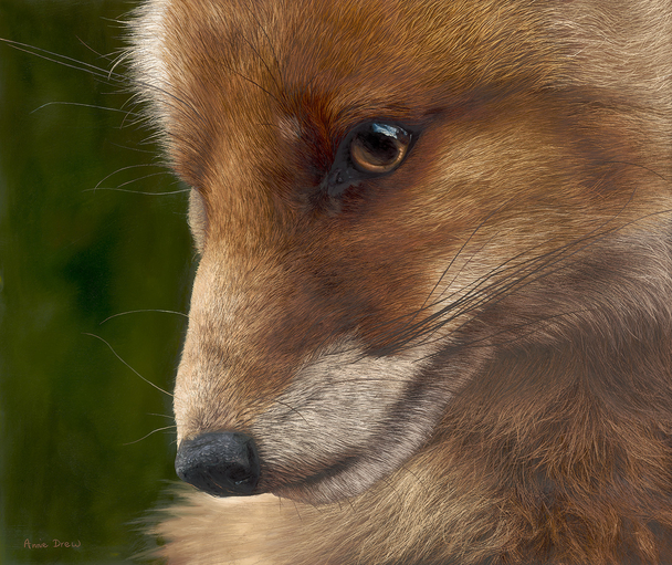 ANNIE DREW - fox cub
