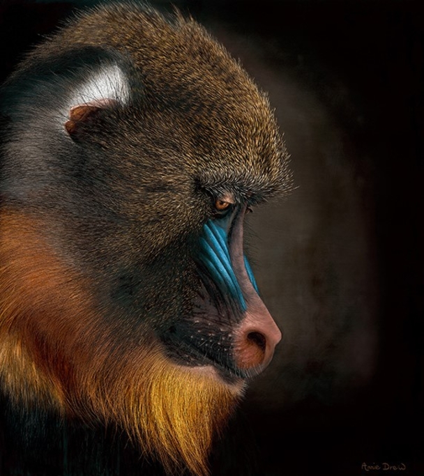 ANNIE DREW - mandrill