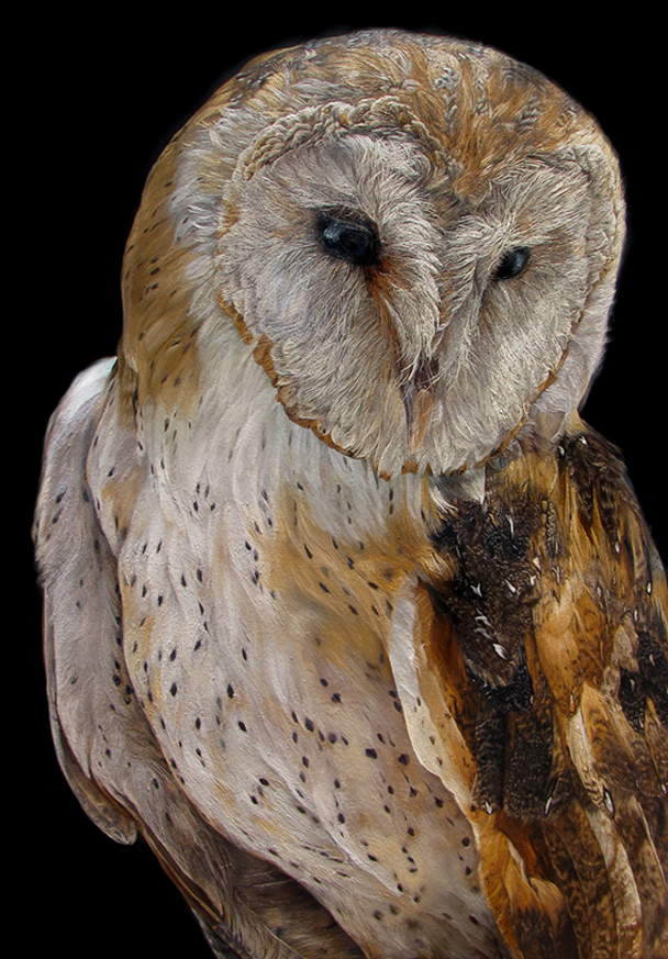 Annie Drew - barn owl