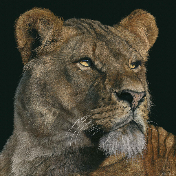 Annie Drew - lioness