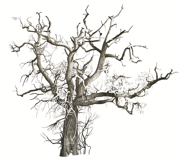 Tree in Morton-in-Marsh