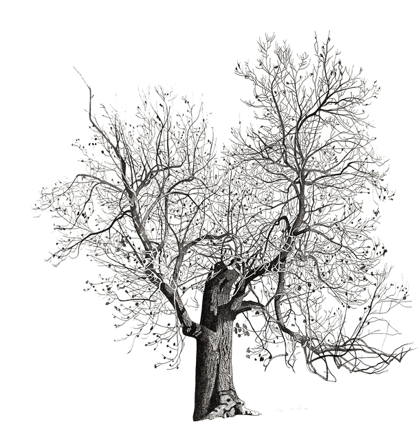 Tree in North Oxford