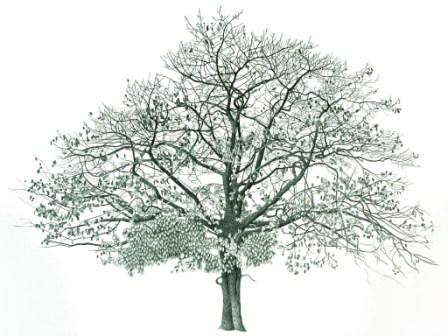 Tree in Springfield Park