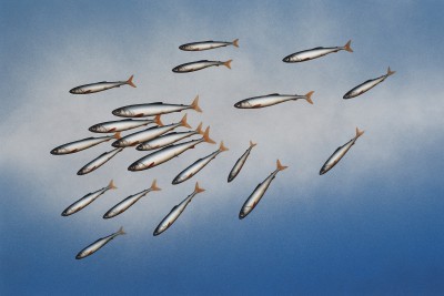 DONALD PROVAN - blue shoal