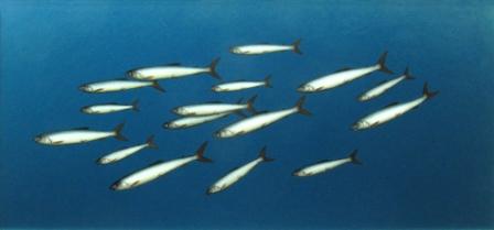 DONALD PROVAN - oval shoal