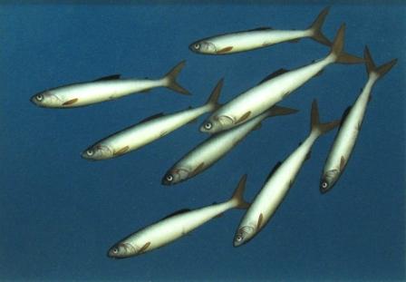 DONALD PROVAN - diving