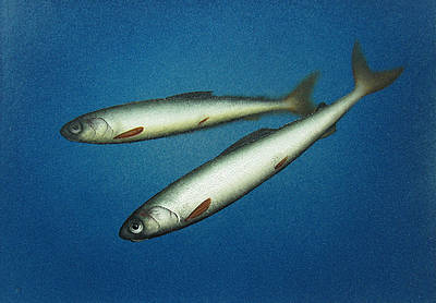 DONALD PROVAN - two tiddlers