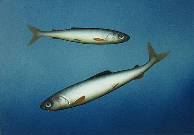 DONALD PROVAN - heads and tails