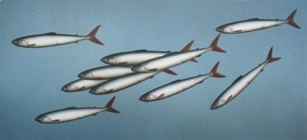 DONALD PROVAN - shoal of ten