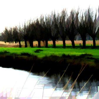 IAN LEDWARD - pollarded poplars