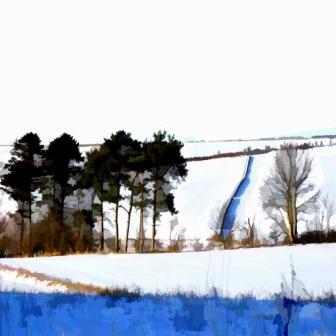 Ancient Pines near Ceres in Winter
