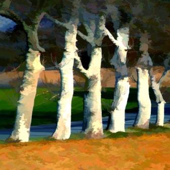 IAN LEDWARD - winter plane trees