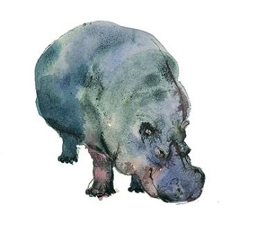 Hippo