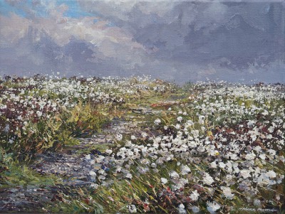MARK PRESTON - sunlit cottongrass, longstone moor