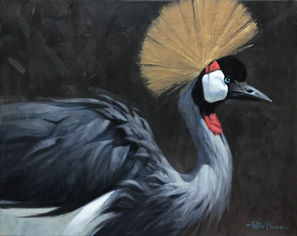 Scottish Artist PETER MUNRO - Grey Crowned Crane 