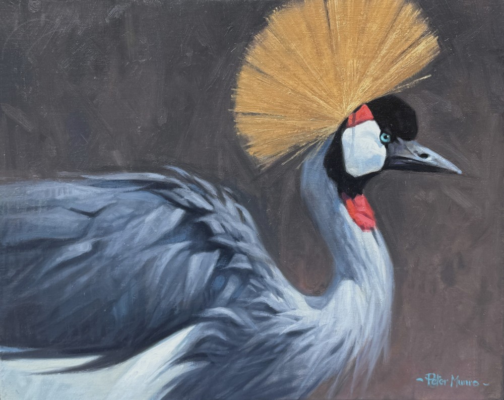Scottish Artist PETER MUNRO - Grey Crowned Crane 