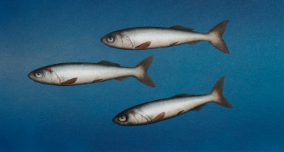 DONALD PROVAN - trio