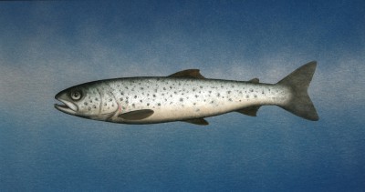 DONALD PROVAN - seatrout
