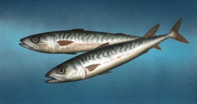 DONALD PROVAN - double mackerel