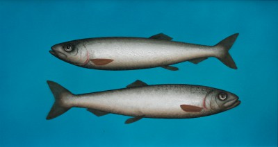 DONALD PROVAN - brace of silver