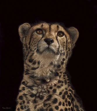 Cheetah