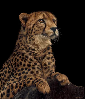 Cheetah - Out on a Limb
