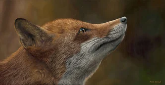 Fox At Sunset