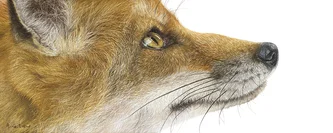 The Sly Fox