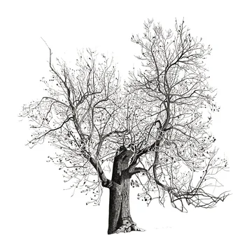 Tree in North Oxford