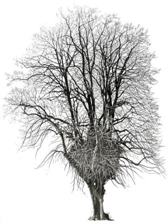 Lime Tree in Priory Park