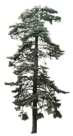 Fir Tree in Steeple Aston
