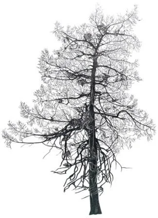 Larch Tree in Rousham Village