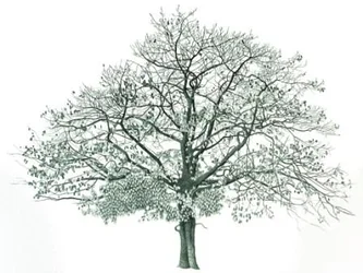 Tree in Springfield Park