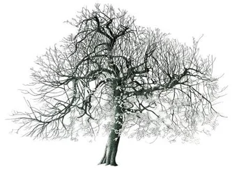 Tree in Springfield Park II