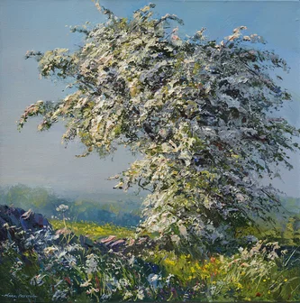 Hawthorn Blossom in Late Sunlight
