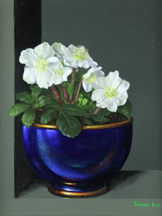 White Hellebore