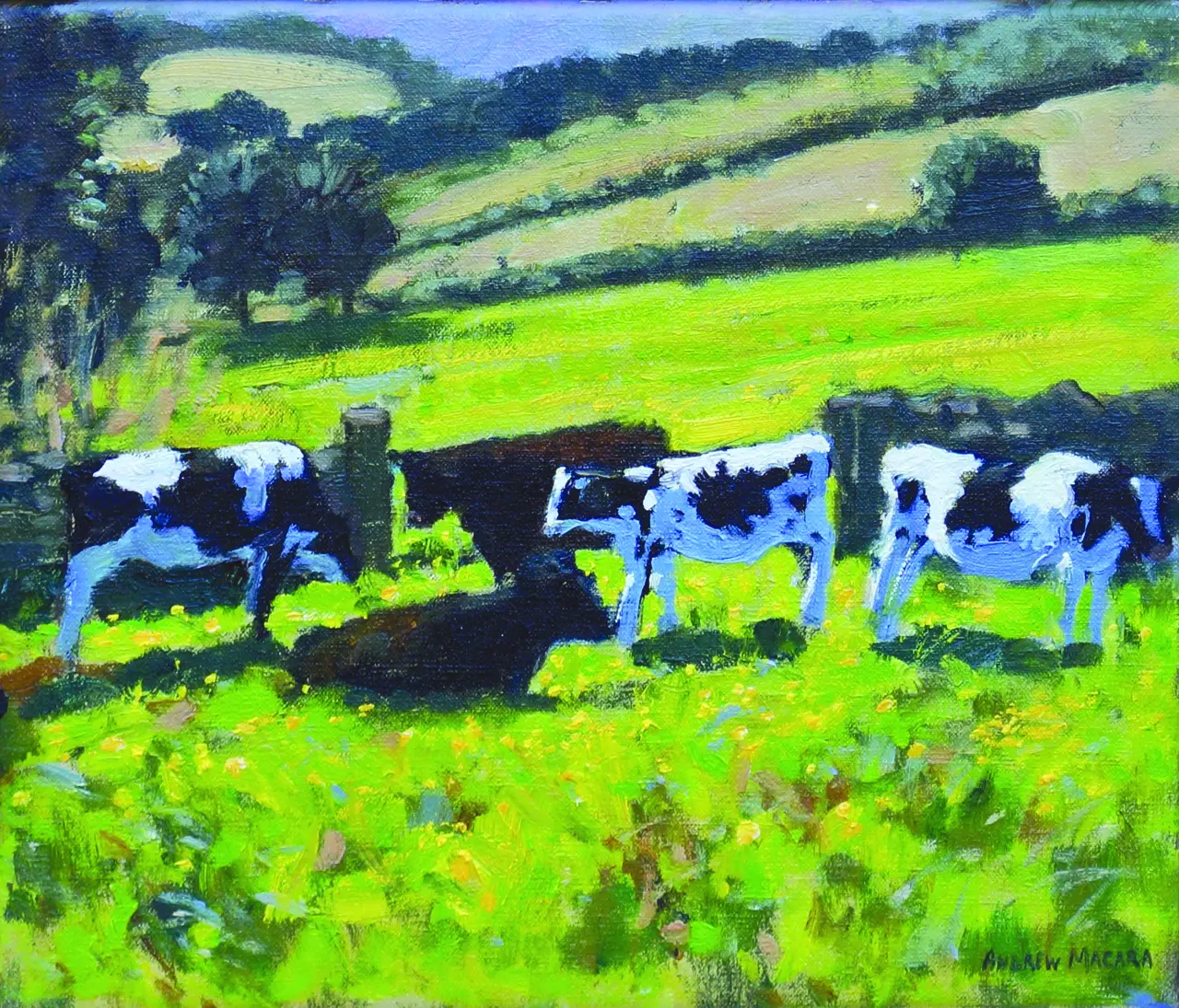 Andrew Macara - friesian cows and calves
