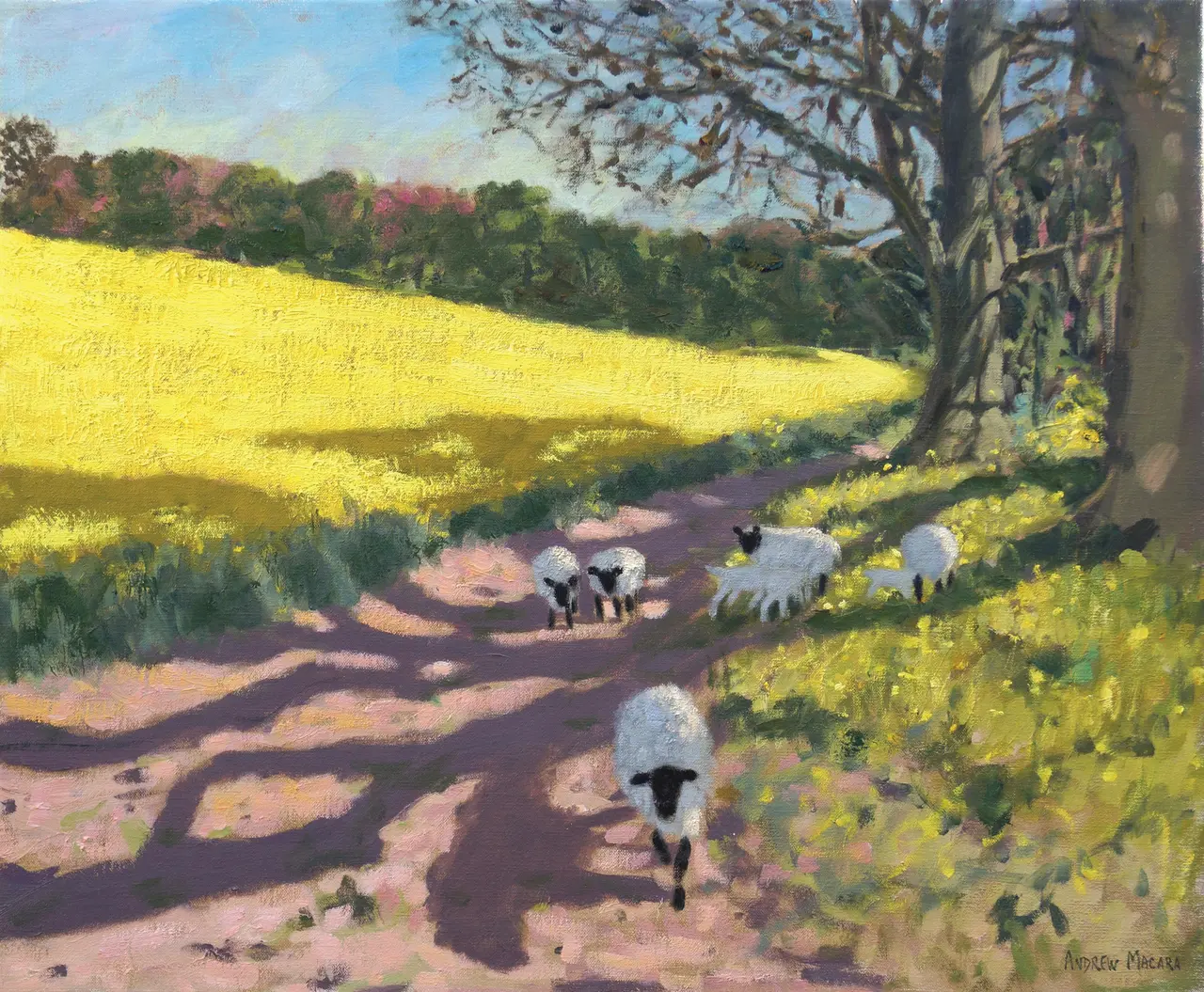 Andrew Macara - yellow field and sheep