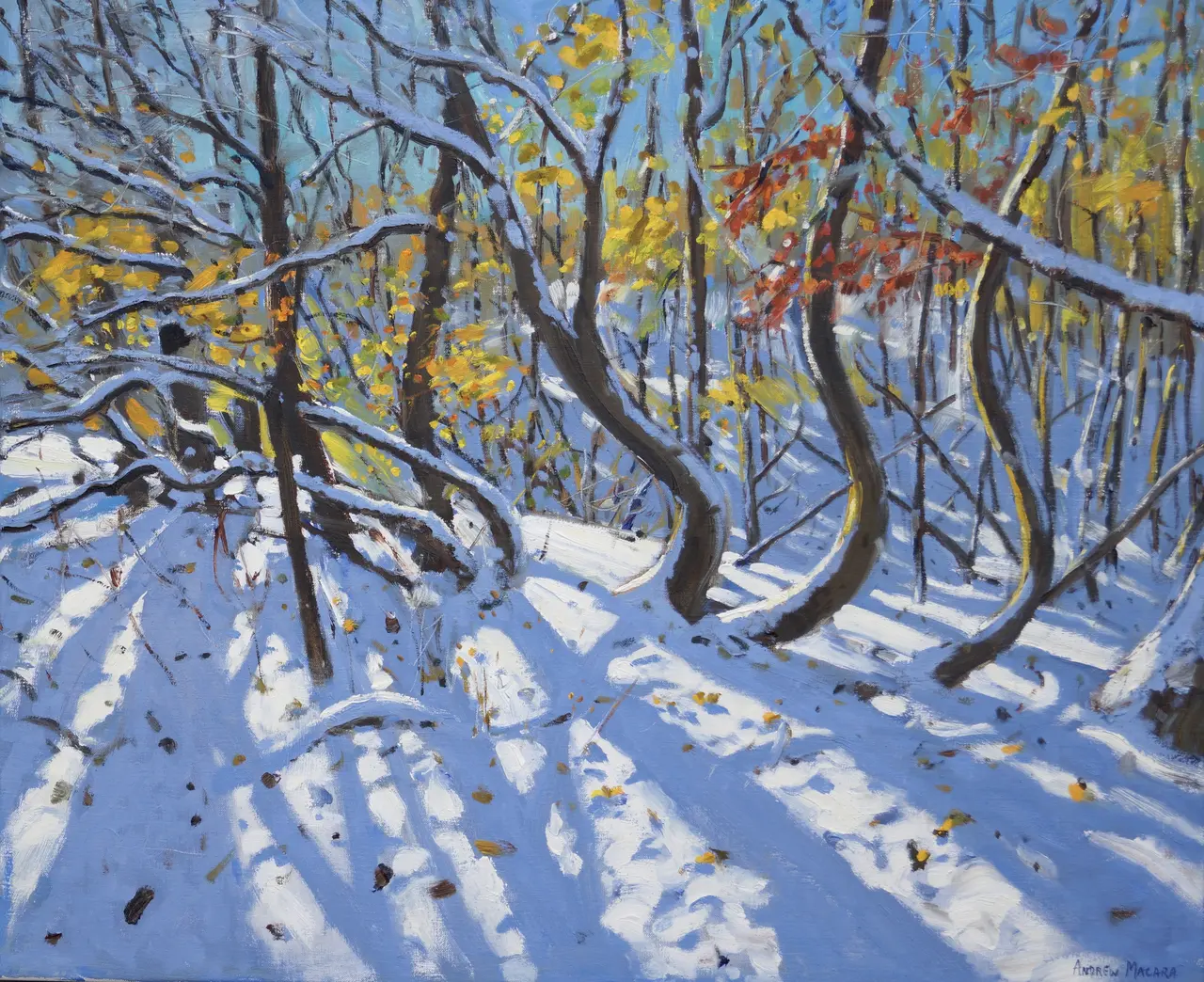 Andrew Macara - curved trees, allestree wood, derbyshire