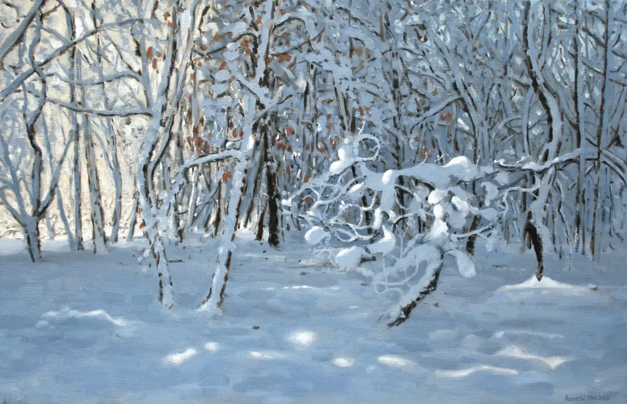 Andrew Macara - twisted tree, winter, allestree park, derby