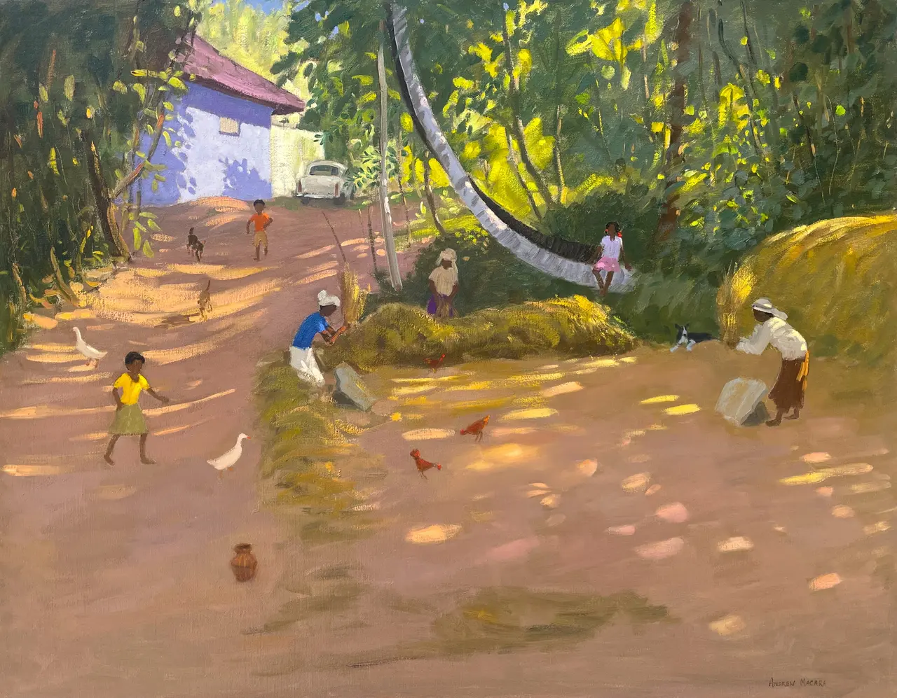 Andrew Macara - rice harvest, sri lanka