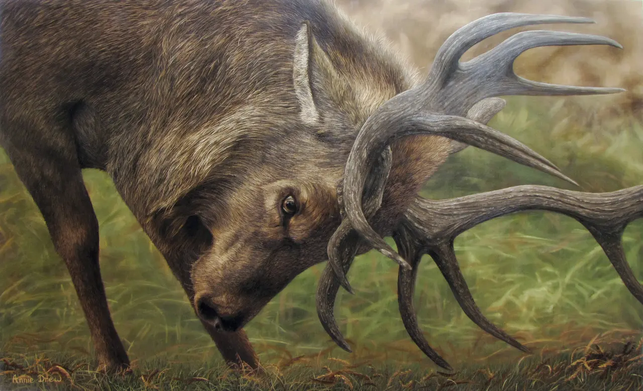 Annie Drew - the rutting stag