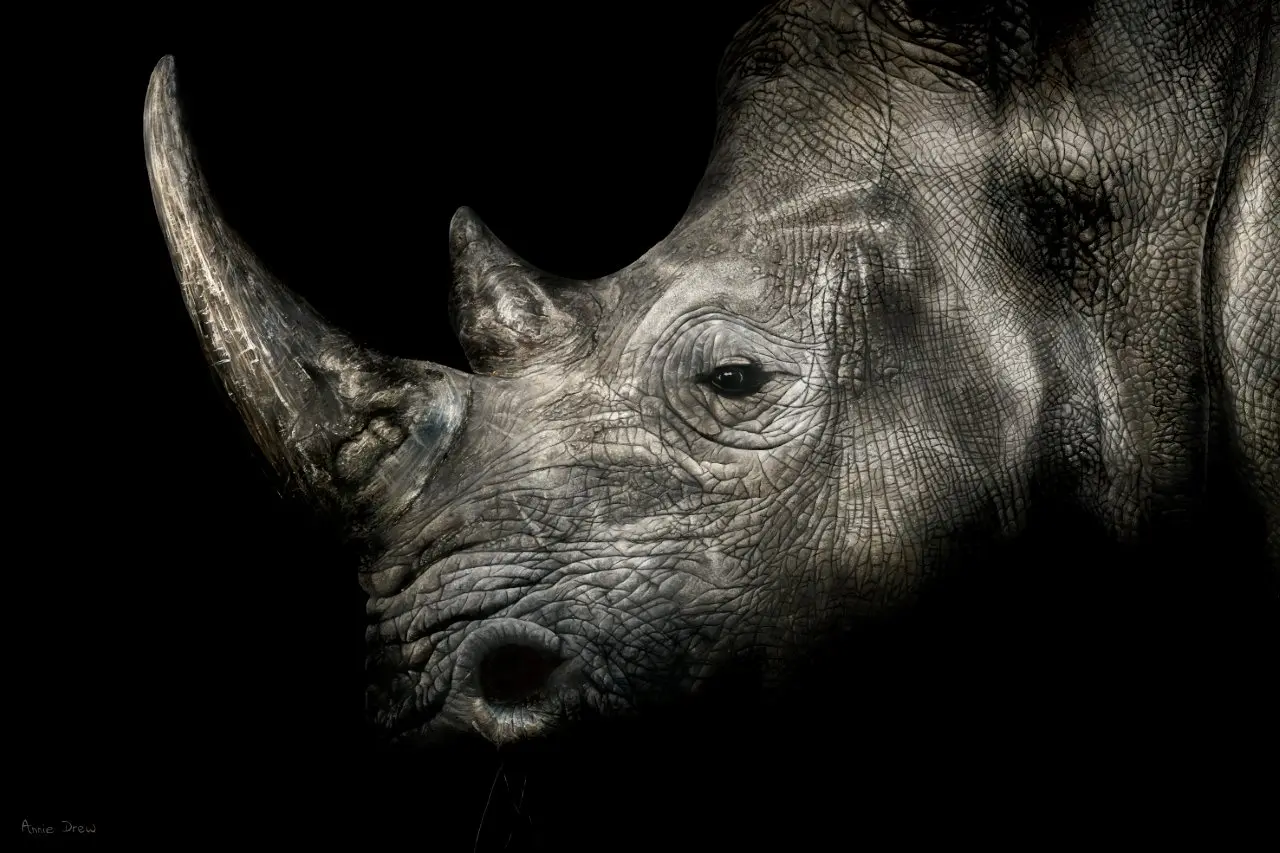 Annie Drew - rhino