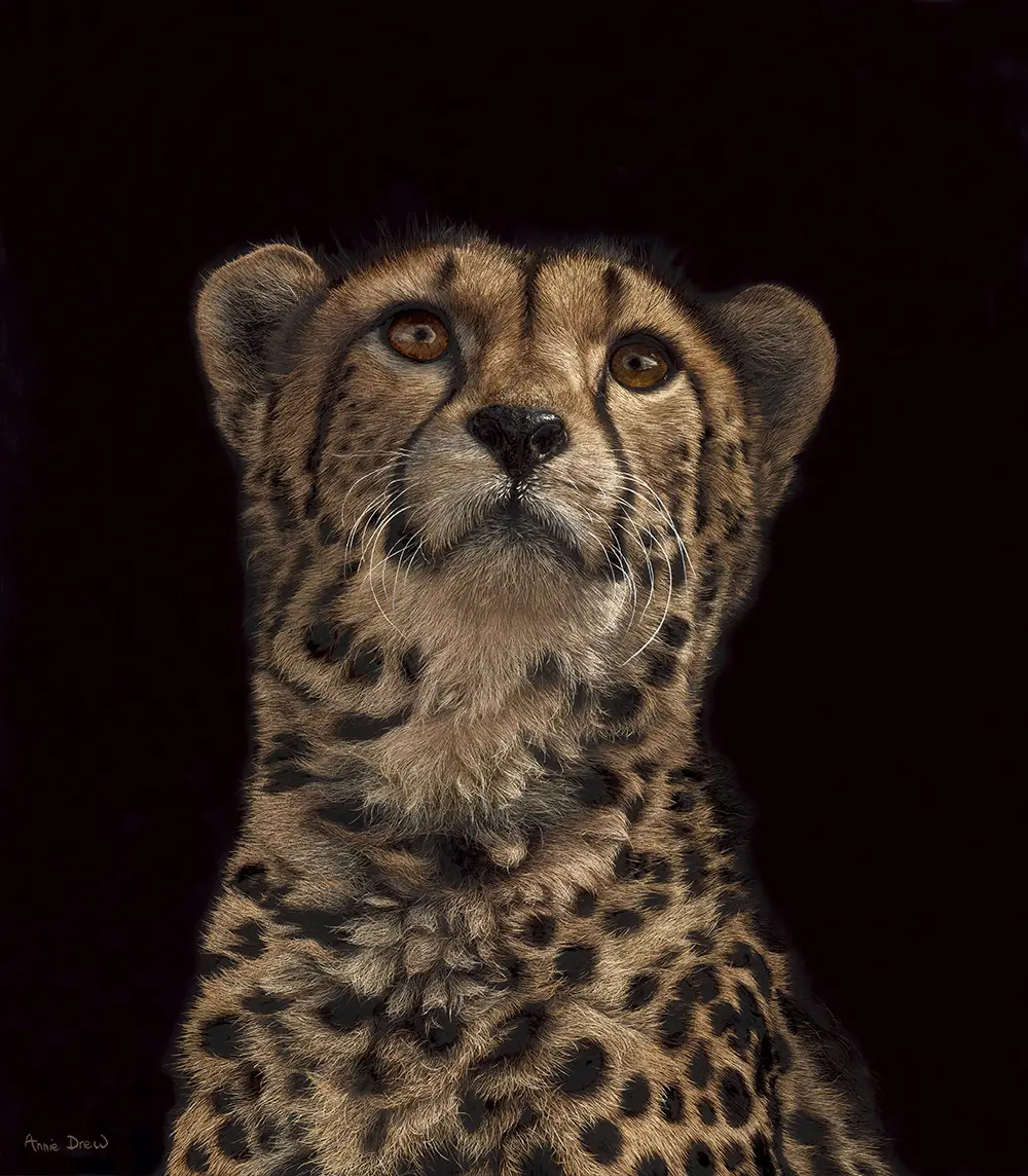 Annie Drew - cheetah