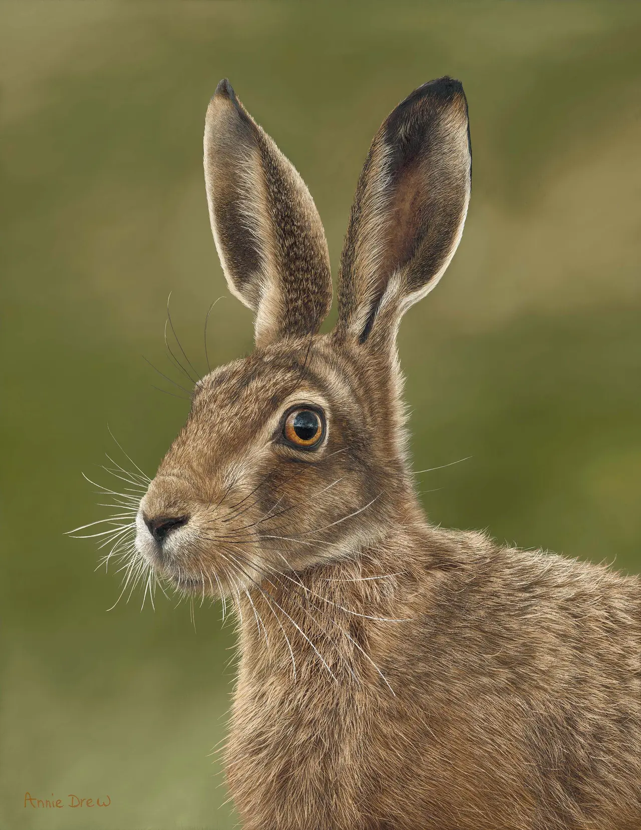 Annie Drew - hare